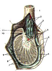  
  Рис. 226. Яичко (testis) и придаток яичка (epididy-mus) на продольном разрезе.
  1-семенной канатик; 2-лозовидное сплетение 11 (венозное); 3-ссрозная 10 полость; 
  4-средостение яичка; 5-внутренняя семенная фасция; 6-влага-лищная оболочка яичка; 
  7-дольки яичка; 8-белоч-ная оболочка яичка; 9-перегородочки яичка; Ю-пазуха 
  придатка яичка; II-головка придатка яичка.
  Fig. 226. Яичко и придаток яичка на продольном разрезе. l-funiculus spermaticus; 
  2-plexus pampiniformis; 3-cavitas serosa; 4-mediastinum testis; 5-fascia spermatica 
  interna; 6- tunica vaginalis testis; 7- lobuli testis; 8-tunca albuginea; 9- 
  septula testis; l()-sinus epi-didymidis; I l-caput epididymidis.
  Fig. 226. Testis and epididymis on longitudinal section. I-spermatic cord; 2-pampinion 
  plexus (venous); 3-serous cavity; 4-mediastinum of testicle; 5-internal spermatic 
  fascia; 6-tunica vaginalis; 7-lobules of testis; 8-tunica albuginea; 9-septulum 
  of testicle; I0-sinus of epididymis; 11-head of epididymis.